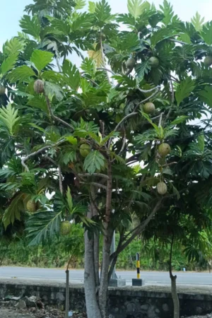 Artocarpus altilis (sukun)