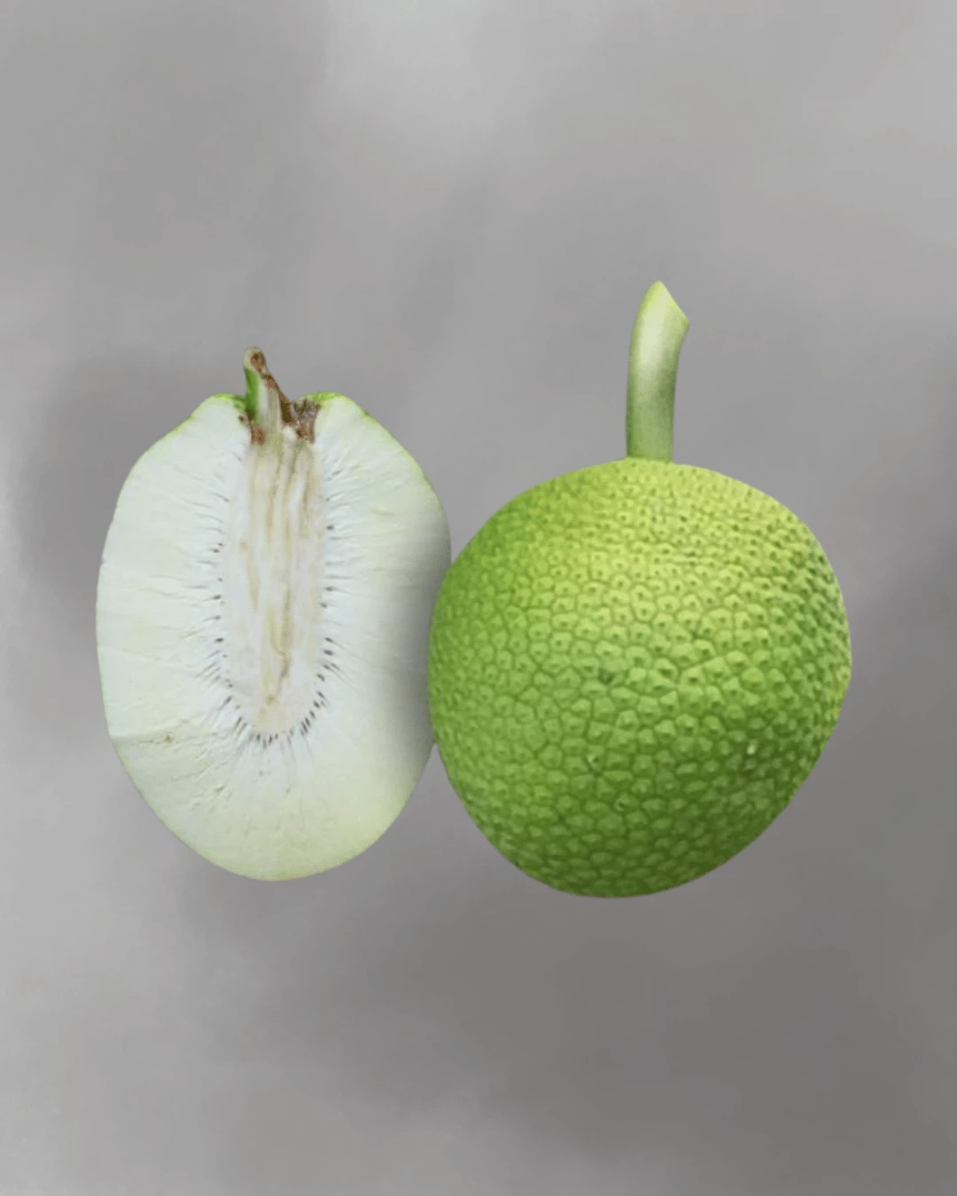 Artocarpus altilis (sukun)