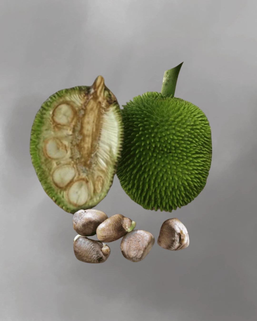 Artocarpus camansi