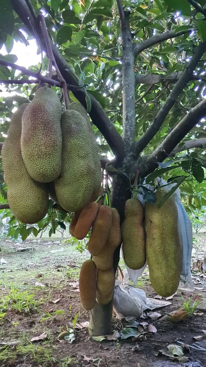 Artocarpus heterophyllus (JackFruit)