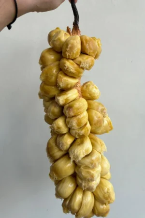 Artocarpus integer