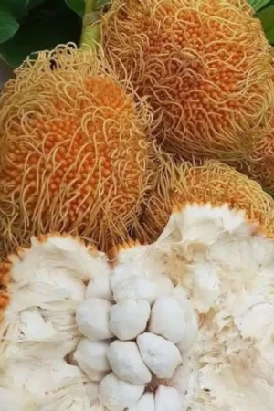 Artocarpus sericicarpus (Pedalai)