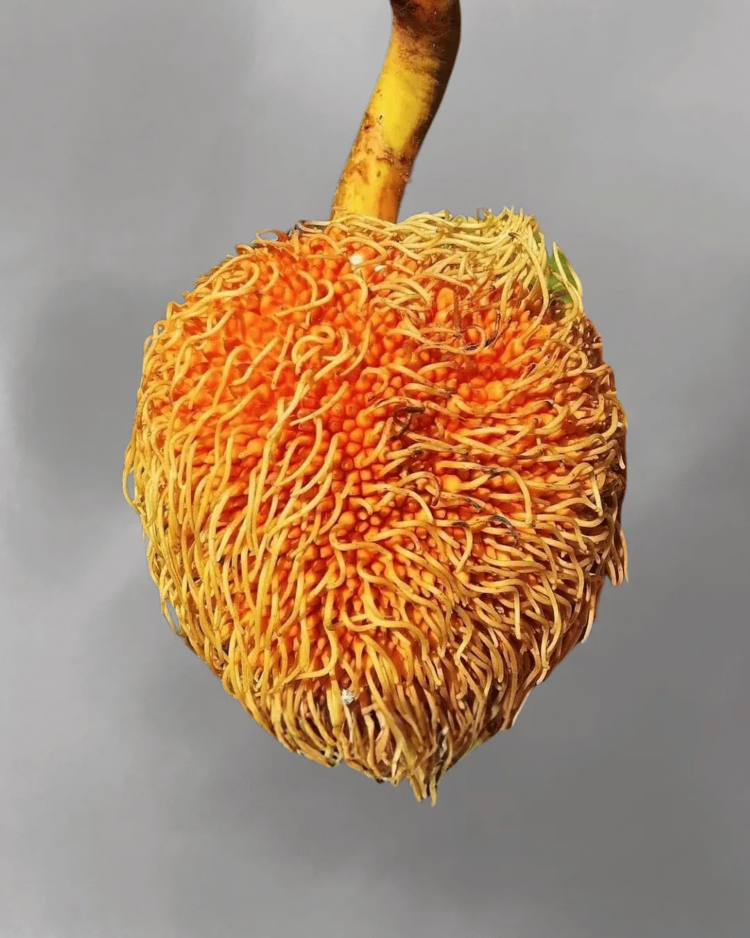 Artocarpus sericicarpus (Pedalai)