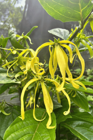 Cananga odorata for sale