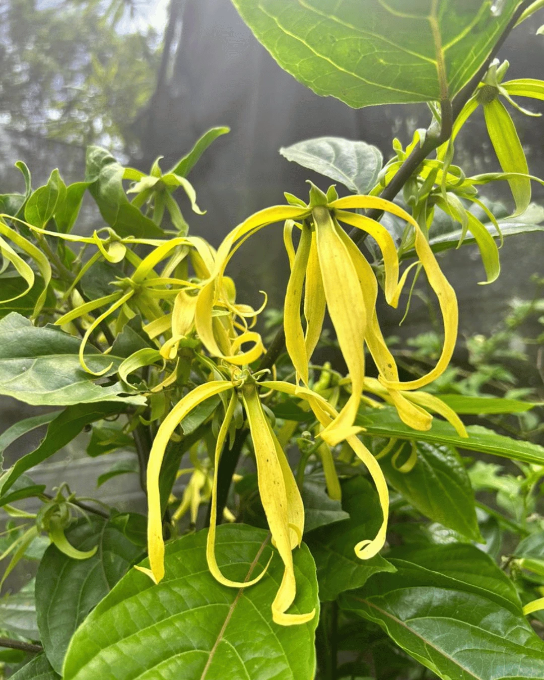 Cananga odorata (Ylang-ylang)