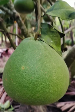Citrus maxima (Pomelo)