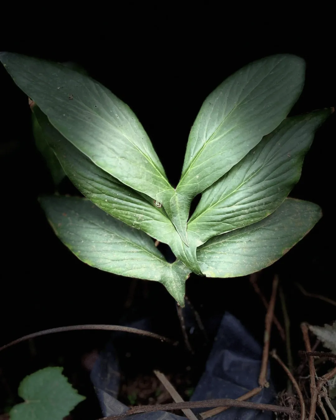 Cyrtosperma hambalii