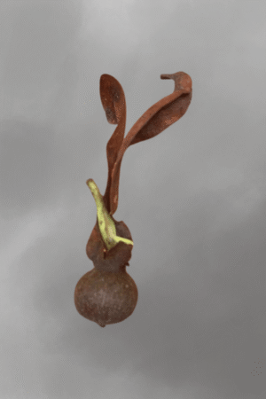 Dipterocarpus gracilis for sale