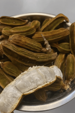 Inga edulis for sale