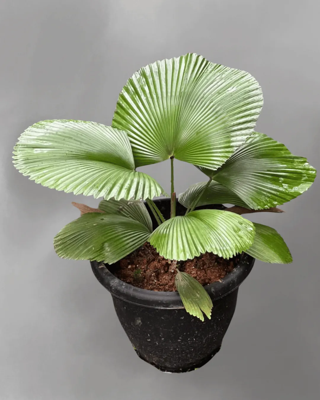 Licuala cordata (Fan Palm)