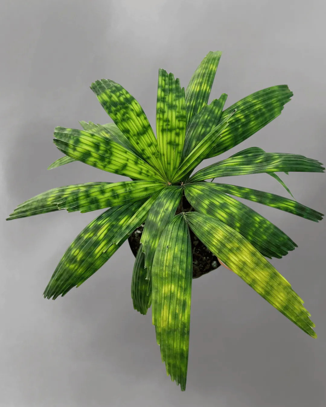 Licuala mattanensis (Mapu)