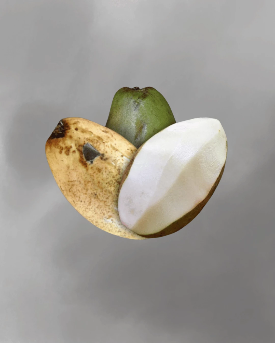 Mangifera caesia (White mango)
