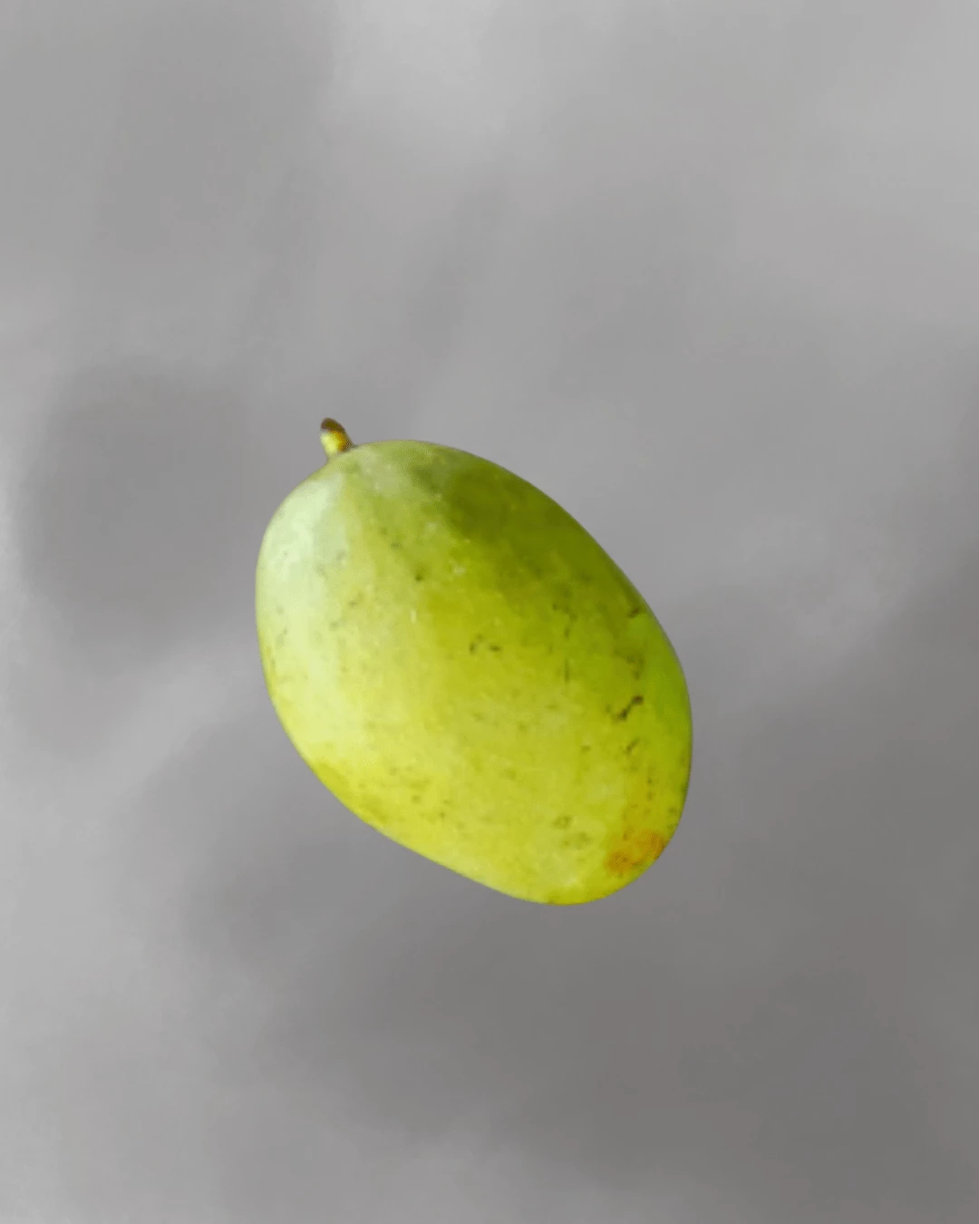 Mangifera odorata (Kuwini Mango)