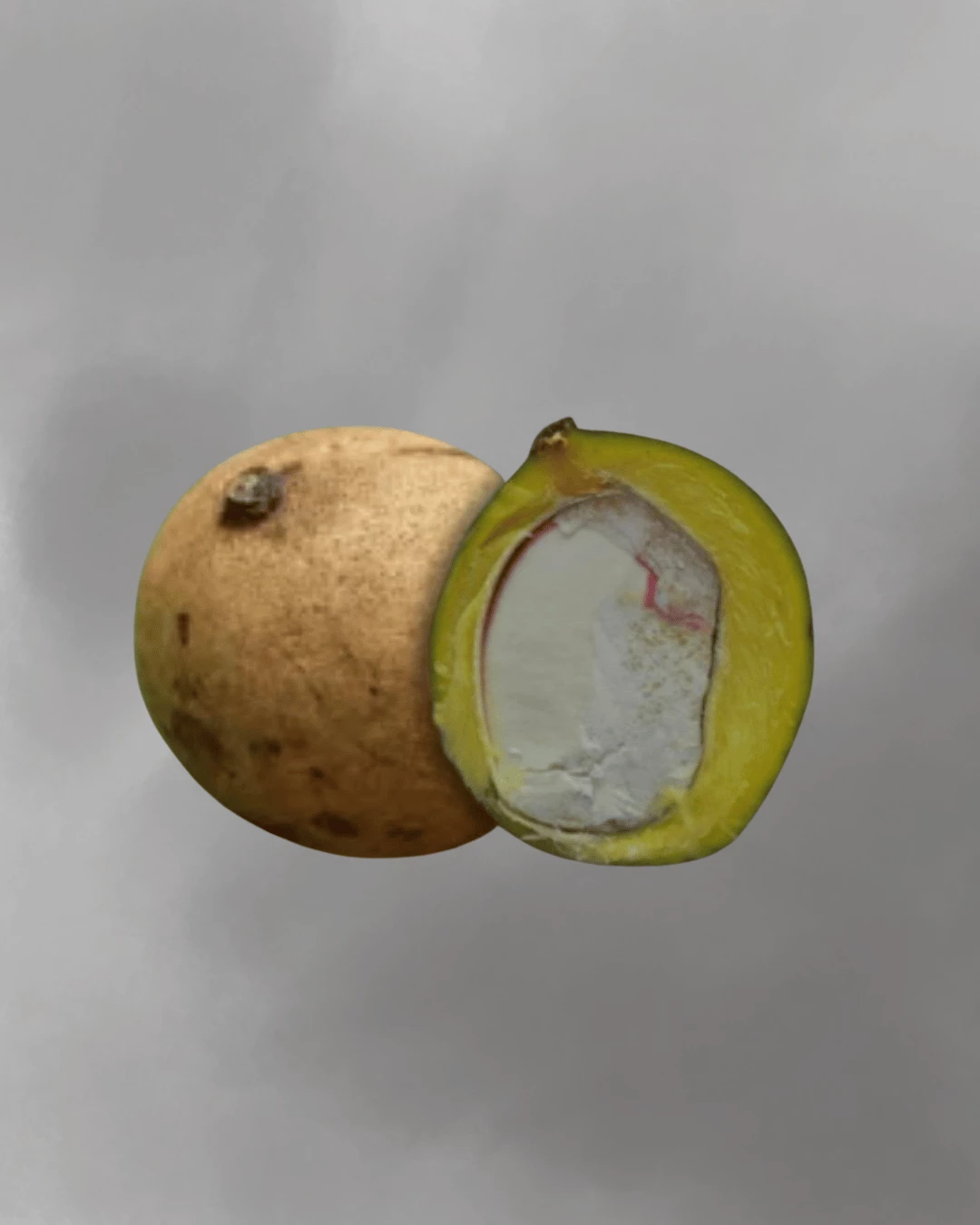 Mangifera pajang (Bambangan Mango)
