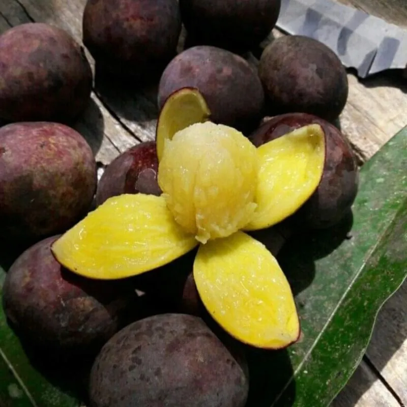 Mangifera quadrifida (Asam kambang mango)