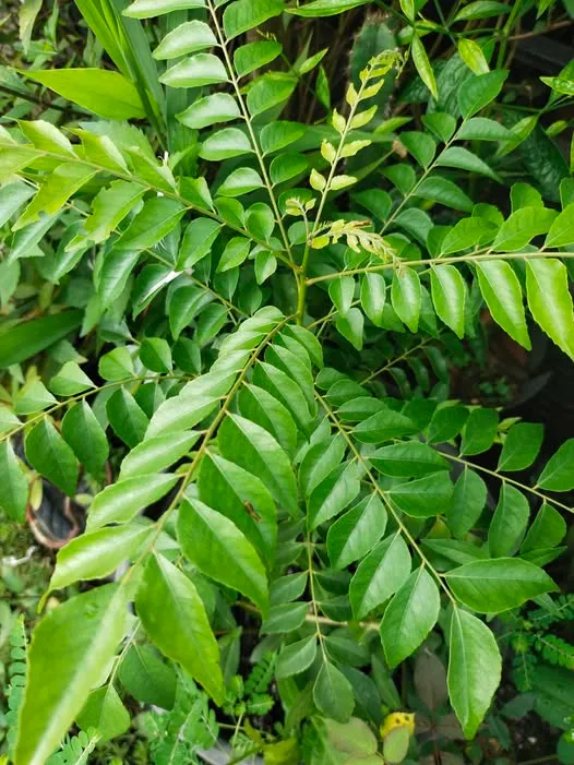 Murraya koenigii (Curry Tree)