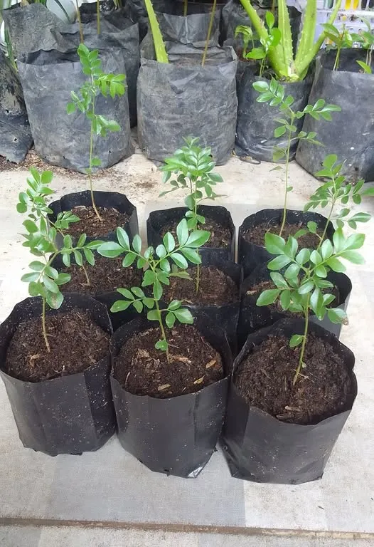 Murraya koenigii (Curry Tree)