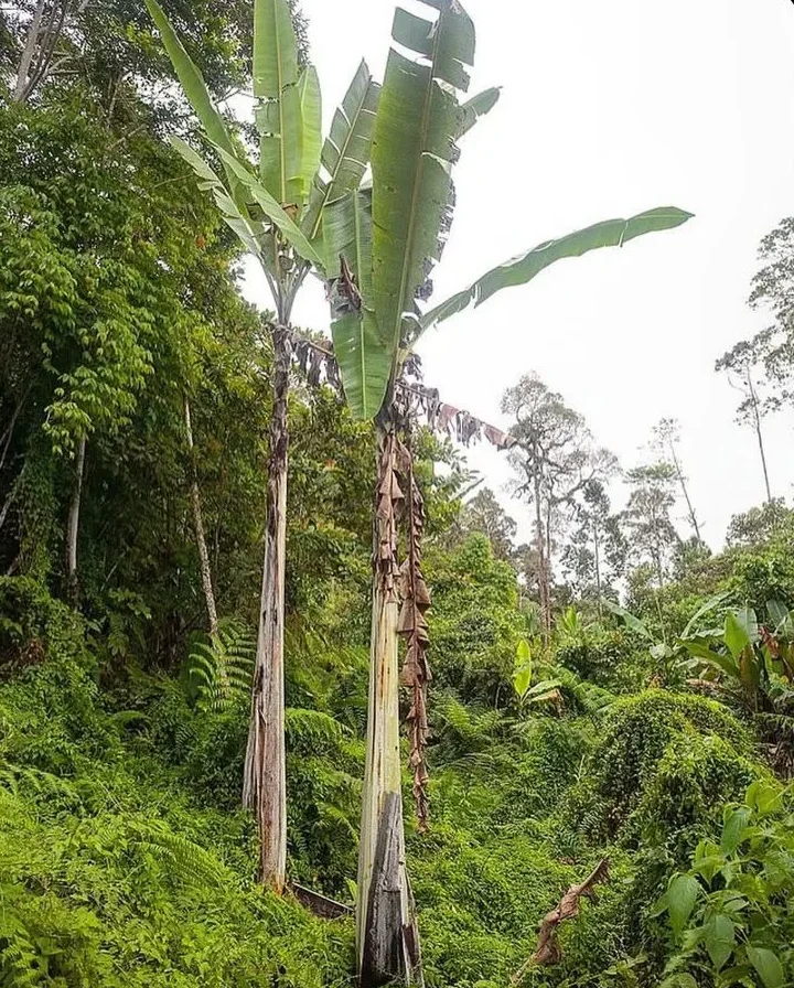 Musa ingens (Giant Highland Banana) plant