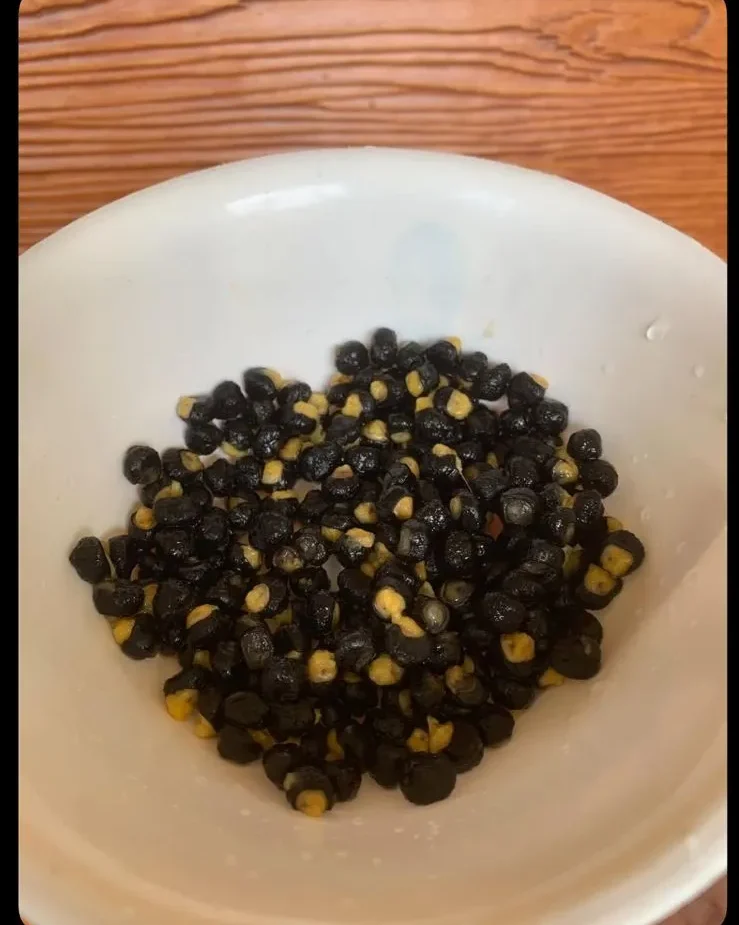 Musa ingens (Giant Highland Banana) seeds