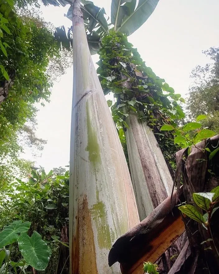 Musa ingens (Giant Highland Banana) tree