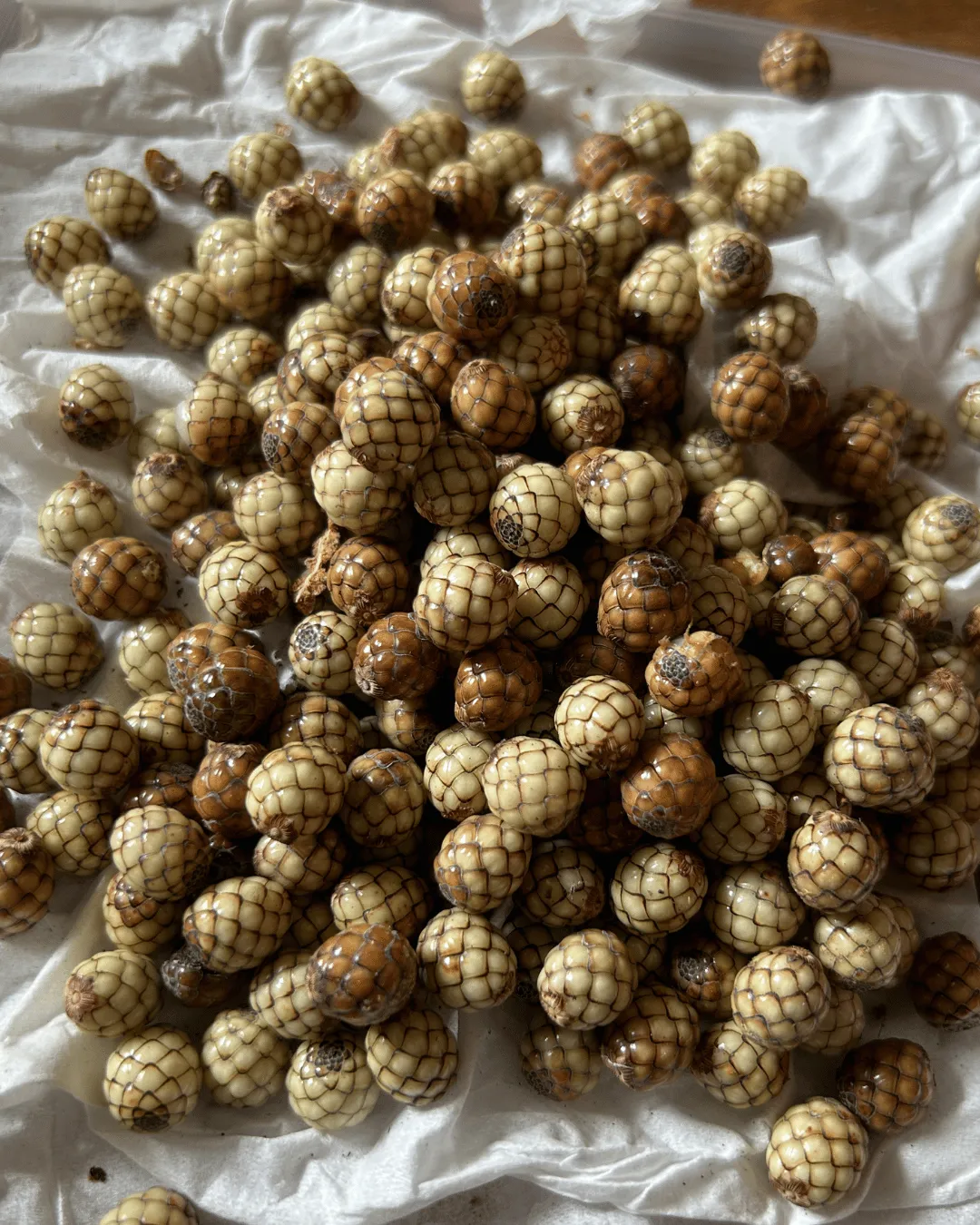 Pigafetta elata (Wanga Palm) seeds