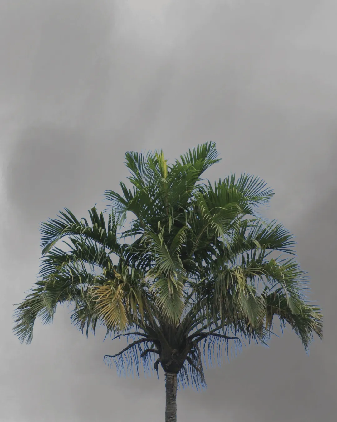 Pigafetta elata (Wanga Palm)