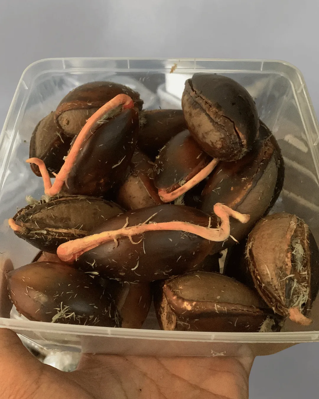 Pouteria sapota (Mamey sapote) seeds
