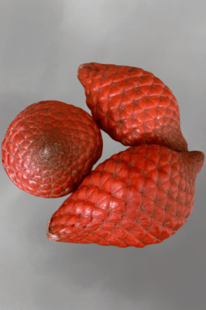 Salacca affinis for sale