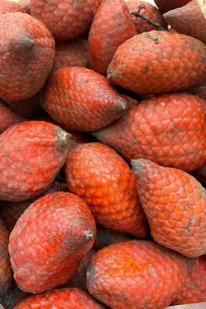 Salacca affinis