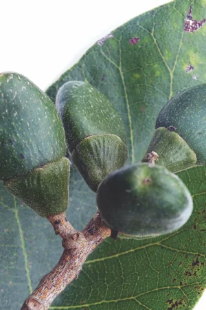 Semecarpus anacardium (Marking nut)