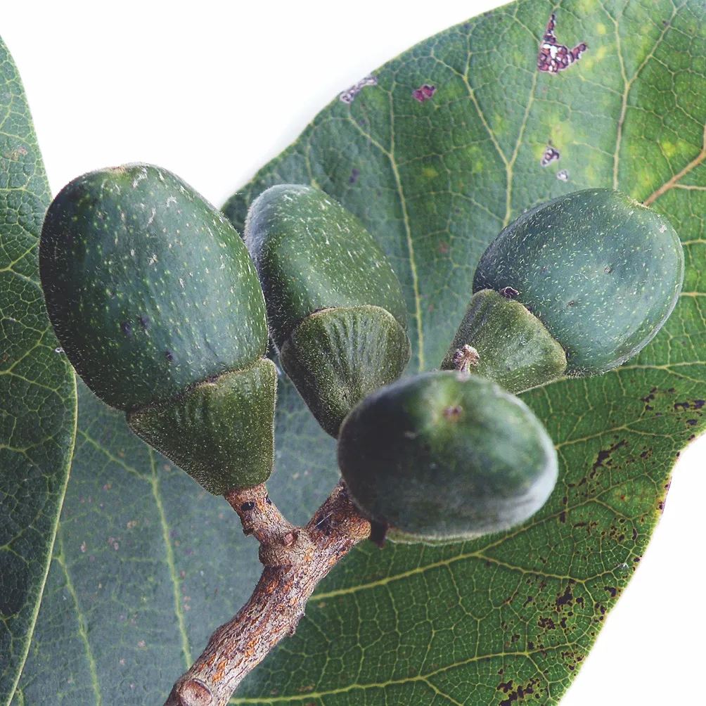 Semecarpus anacardium (Marking nut)