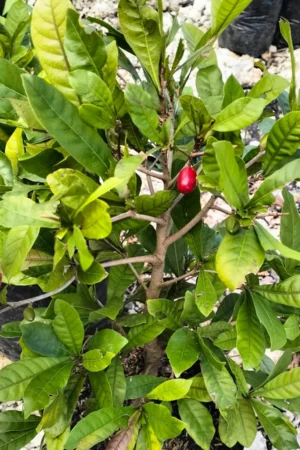 Synsepalum dulcificum (Miracle Fruit)