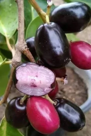 Syzygium cumini