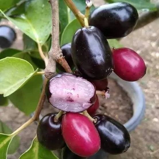 Syzygium cumini (Jambolan)