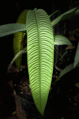 Syzygium jiewhoei fruit on trunk for sale