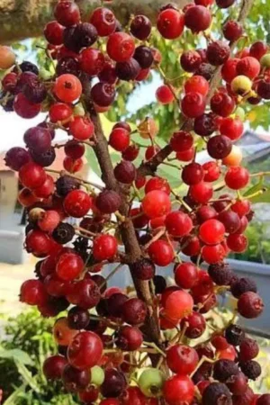 Syzygium polyanthum