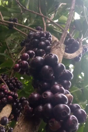 Syzygium polycephalum