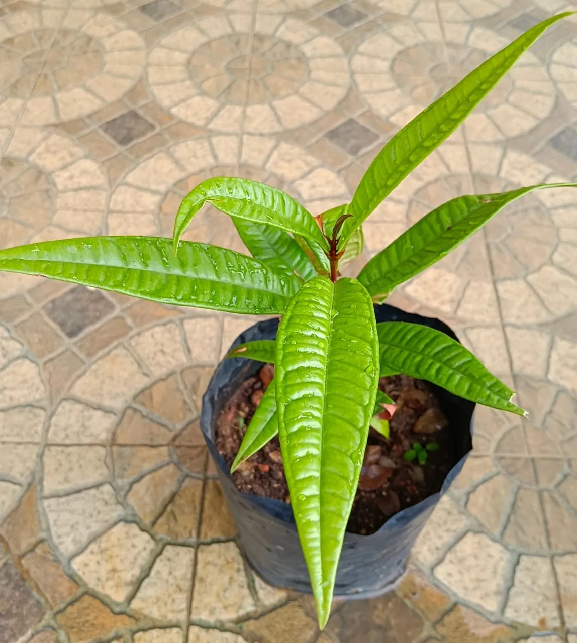 Syzygium polycephalum (Gowok Fruit) plant