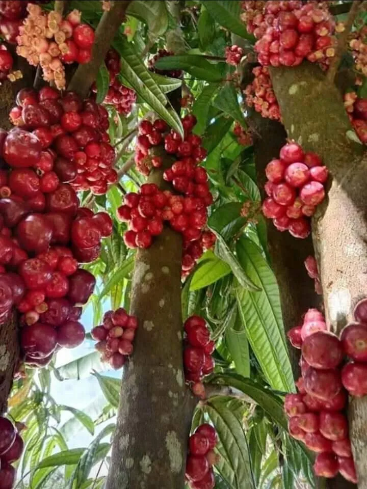 Syzygium polycephalum (Gowok Fruit)
