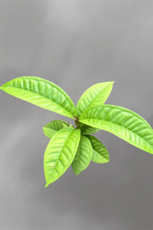 Syzygium versteegii for sale