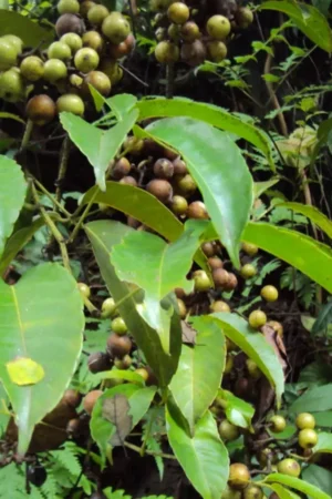 Tetrastigma leucostaphylum