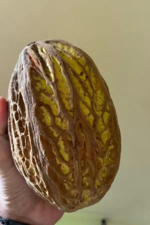 Theobroma bicolor (macambo)