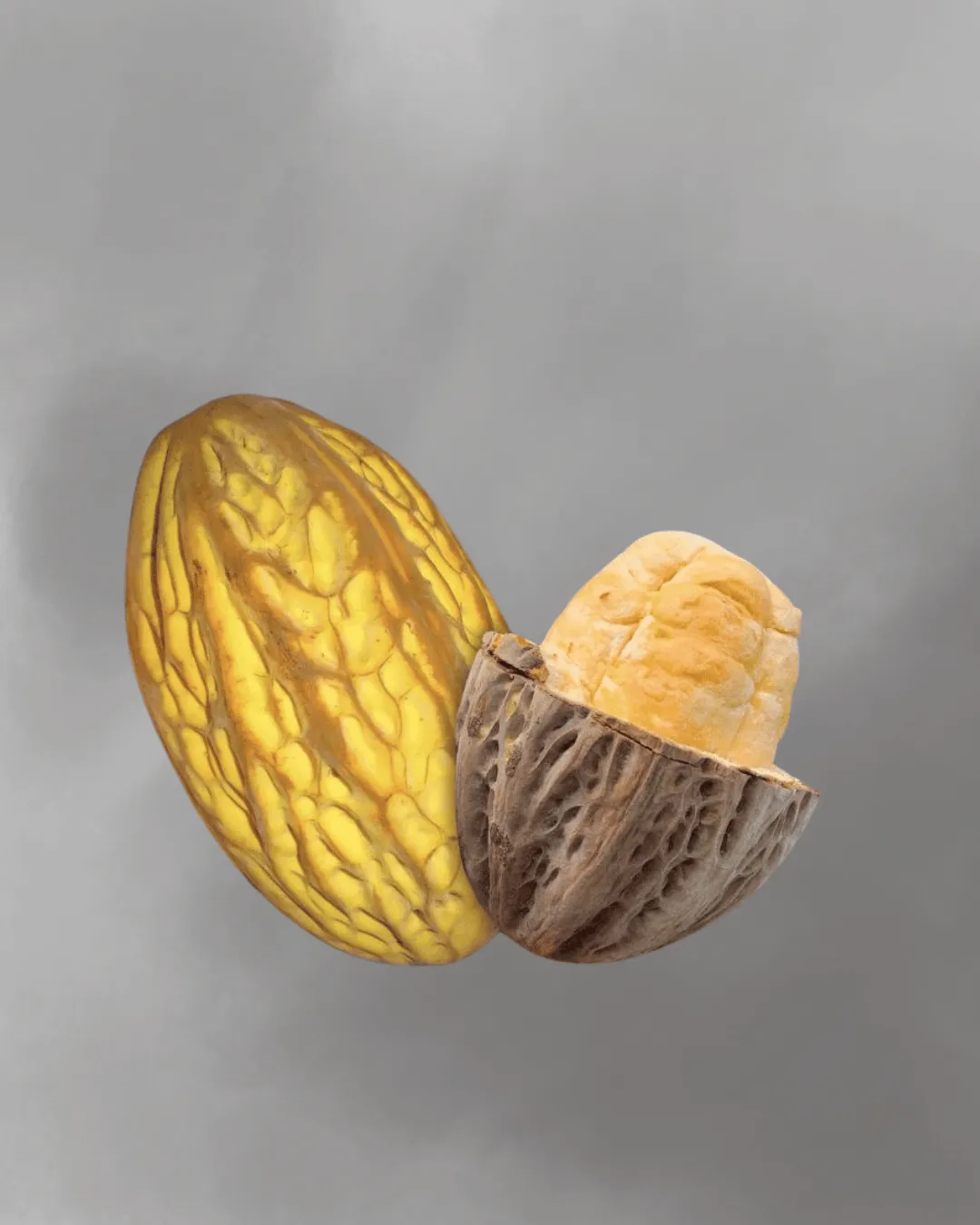 Theobroma bicolor (Macambo)