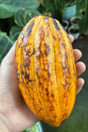 Theobroma cacao (Chocolate)