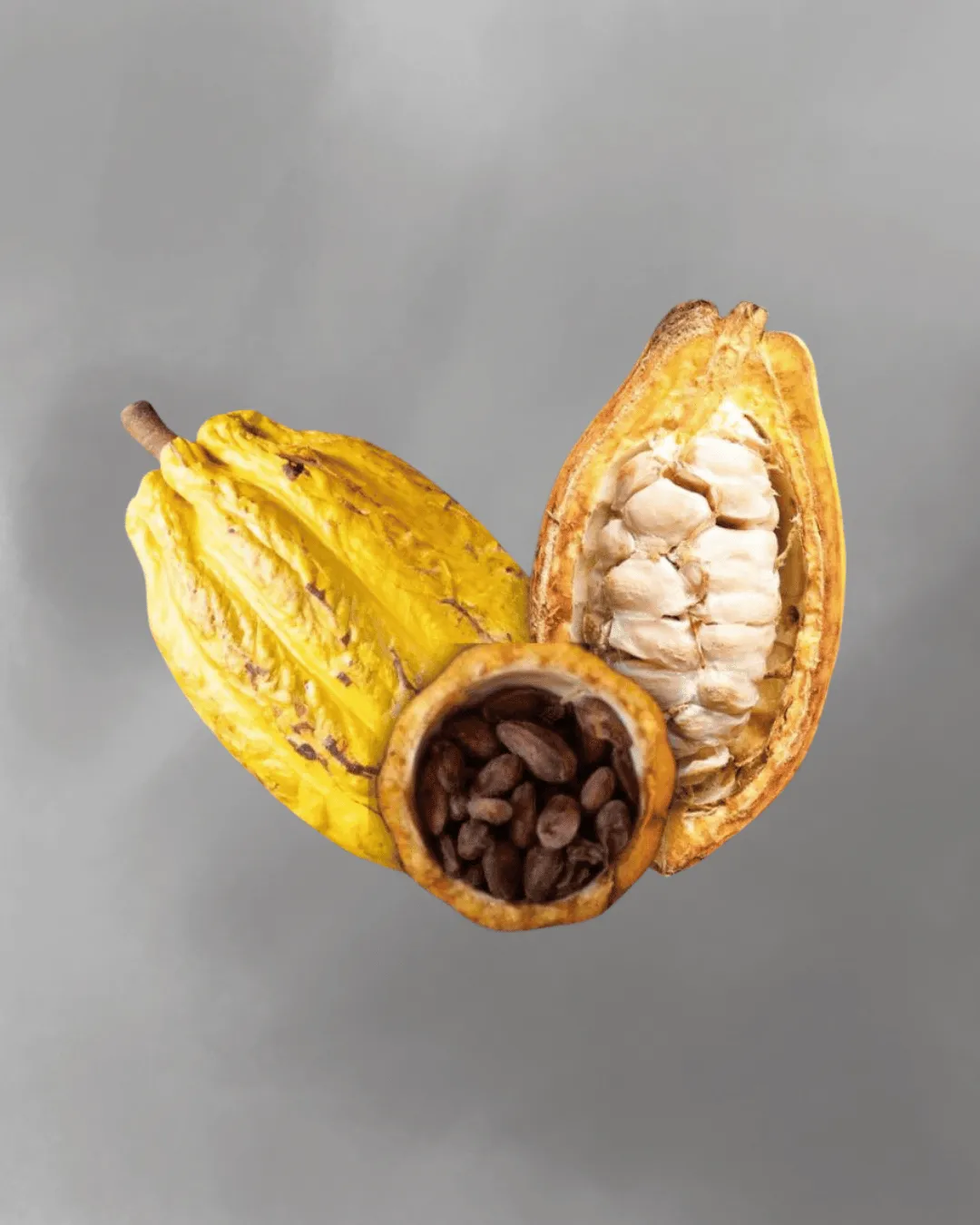 Theobroma cacao (Chocolate)