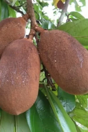 Theobroma grandiflorum