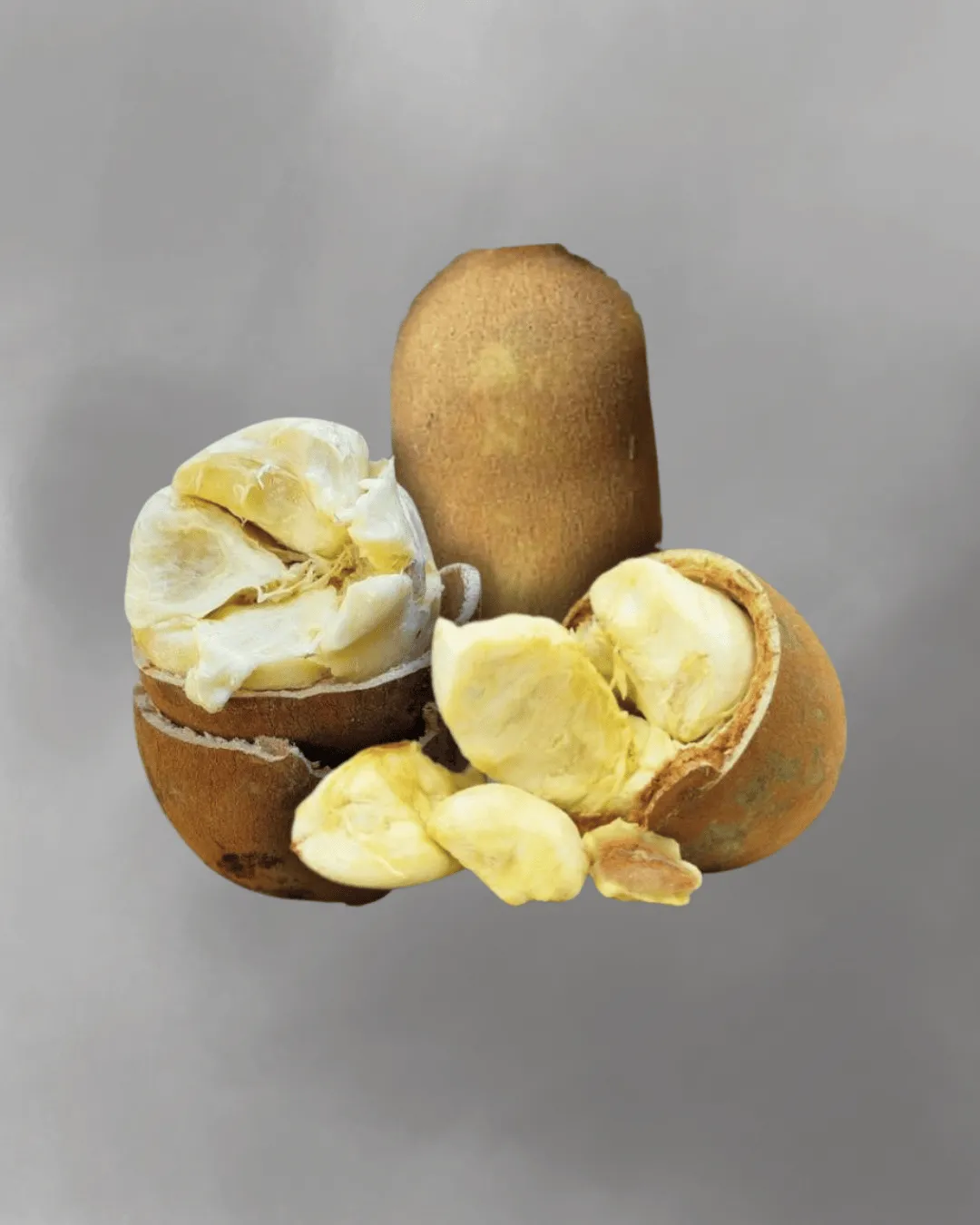 Theobroma grandiflorum (Cupuacu)