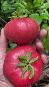 Timonius minahassae (Red Sapote)