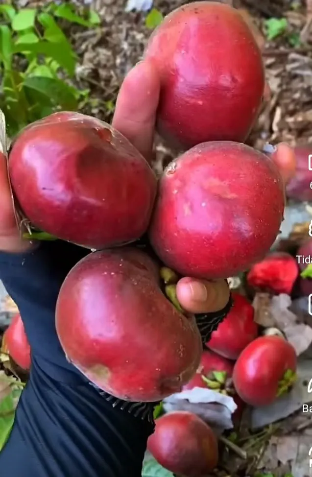 Timonius minahassae_Red Sapote