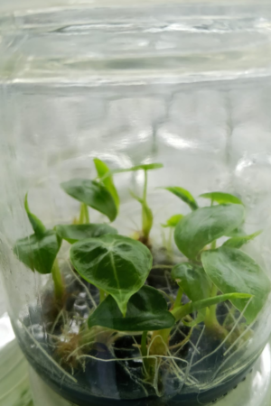 Alocasia melo Tissue Culture